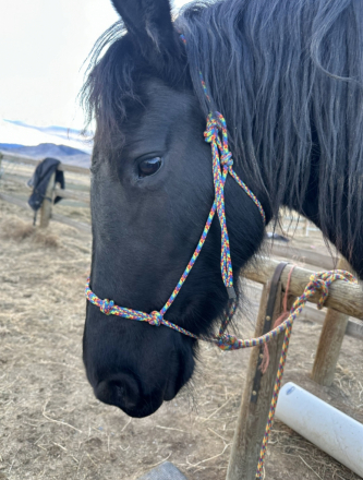 HorseID: 2311087 Ophelia of Tawnahai - PhotoID: 1095957