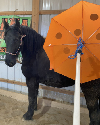 HorseID: 2311087 Ophelia of Tawnahai - PhotoID: 1095958