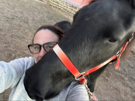 HorseID: 2311087 Ophelia of Tawnahai - PhotoID: 1095959