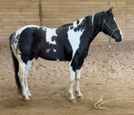 HorseID: 2311089 Decked out Cowboy 2 - PhotoID: 1095876