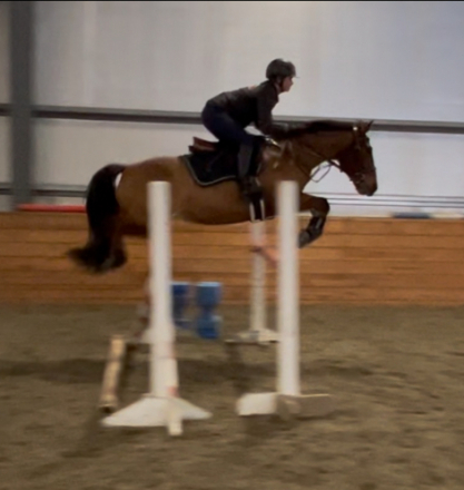 HorseID: 2311090 CBF Cooler Than Coors - PhotoID: 1095879