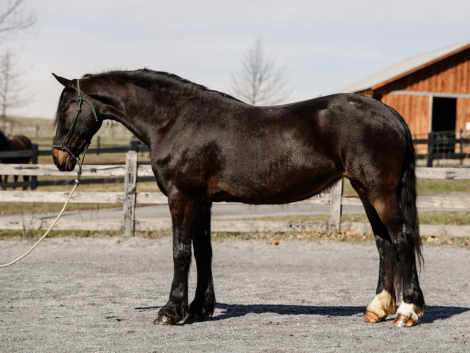 HorseID: 2311093 Ruby - PhotoID: 1095881