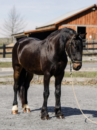 HorseID: 2311093 Ruby - PhotoID: 1095882