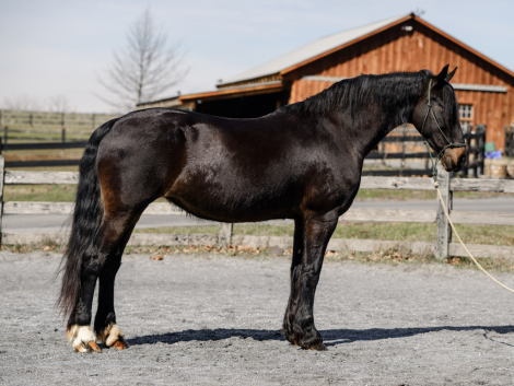 HorseID: 2311093 Ruby - PhotoID: 1095883