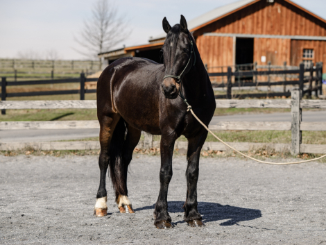 HorseID: 2311093 Ruby - PhotoID: 1095884