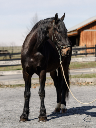 HorseID: 2311093 Ruby - PhotoID: 1095886