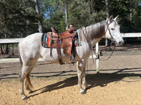 HorseID: 2311099 JAL KIPPA JACKIE1609 - PhotoID: 1095896