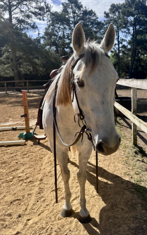 HorseID: 2311099 JAL KIPPA JACKIE1609 - PhotoID: 1095897