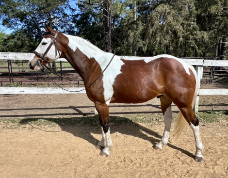 HorseID: 2311100 Paint Me a Picture - PhotoID: 1095900