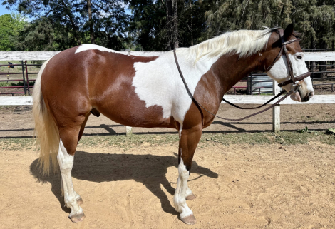 HorseID: 2311100 Paint Me a Picture - PhotoID: 1095901