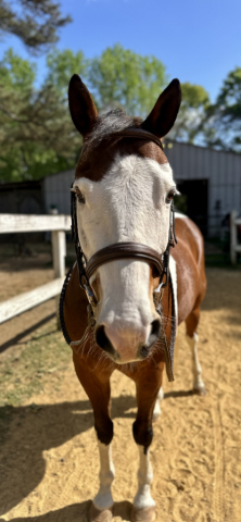 HorseID: 2311100 Paint Me a Picture - PhotoID: 1095902