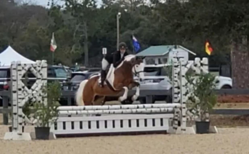 HorseID: 2311100 Paint Me a Picture - PhotoID: 1095903