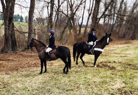 HorseID: 2311106 Pookie - PhotoID: 1095890