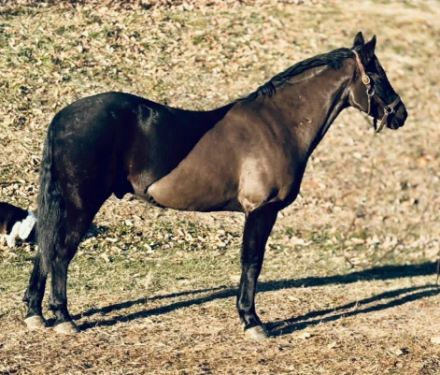 HorseID: 2311106 Pookie - PhotoID: 1095891