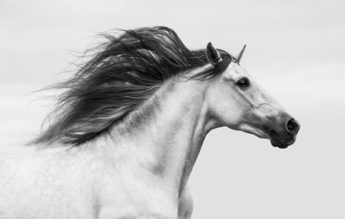 HorseID: 2311107 Lance Armas - PhotoID: 1095892