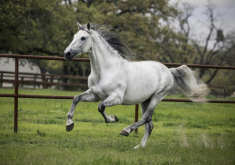 HorseID: 2311107 Lance Armas - PhotoID: 1095894