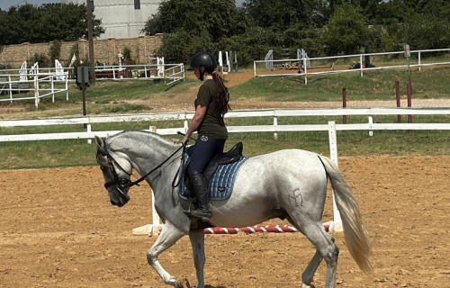 HorseID: 2311107 Lance Armas - PhotoID: 1095895