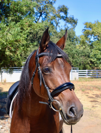 HorseID: 2311109 CRA Vicarios Gem - PhotoID: 1095904