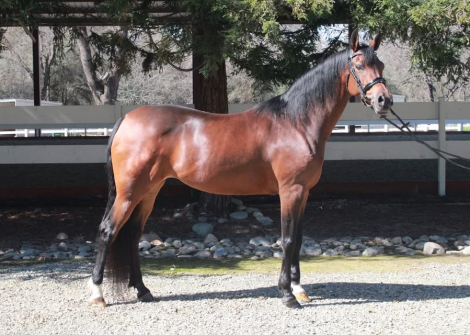 HorseID: 2311109 CRA Vicarios Gem - PhotoID: 1095905