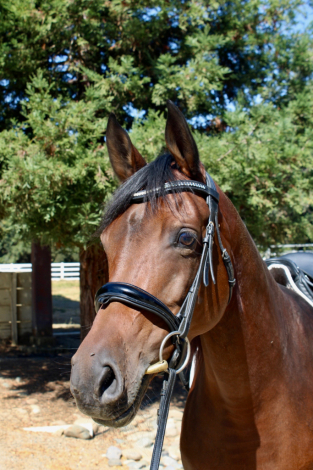 HorseID: 2311109 CRA Vicarios Gem - PhotoID: 1095906