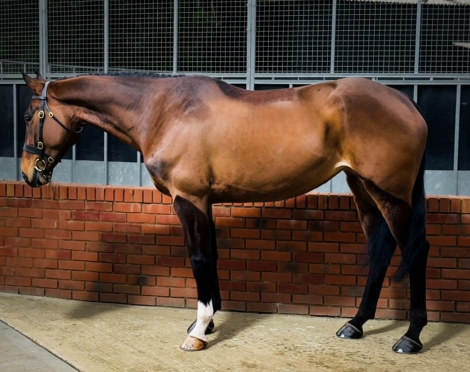 HorseID: 2311111 STARS CLOVER HILL - PhotoID: 1095912