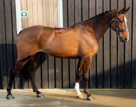 HorseID: 2311111 STARS CLOVER HILL - PhotoID: 1095913