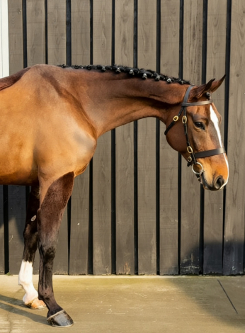 HorseID: 2311111 STARS CLOVER HILL - PhotoID: 1095914