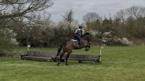 HorseID: 2311111 STARS CLOVER HILL - PhotoID: 1095915