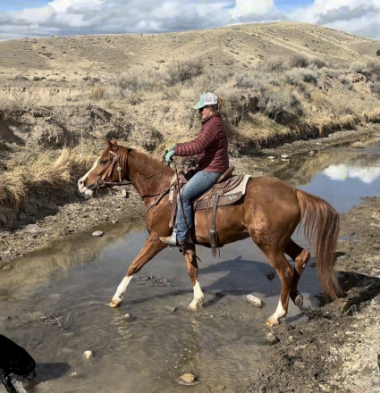 HorseID: 2311115 Ohadii Titan - PhotoID: 1095917