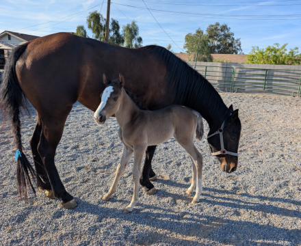 HorseID: 2311117 Feather River - PhotoID: 1095918
