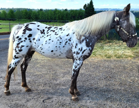 HorseID: 2311118 Bazinga - PhotoID: 1095921