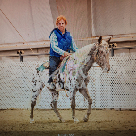 HorseID: 2311118 Bazinga - PhotoID: 1095922