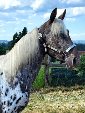 HorseID: 2311118 Bazinga - PhotoID: 1095924