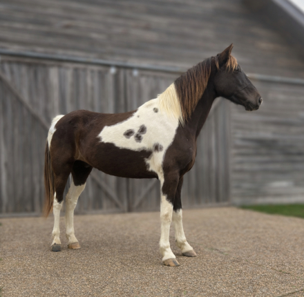 HorseID: 2311122 Thunder - PhotoID: 1095963