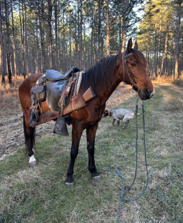 HorseID: 2311123 Judd - PhotoID: 1095927