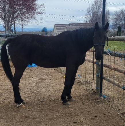 HorseID: 2311125 Black Jack - PhotoID: 1095928