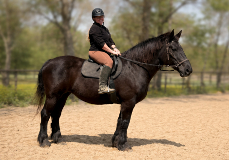 HorseID: 2311126 Velvet - PhotoID: 1095964