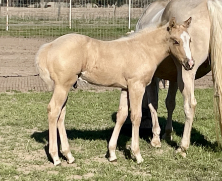 HorseID: 2311127 Bumblebee - PhotoID: 1095929