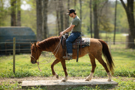 HorseID: 2311129 Monarch - PhotoID: 1095962