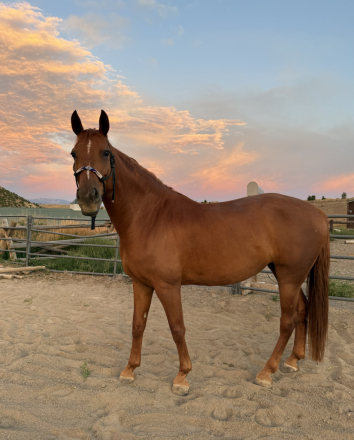 HorseID: 2311130 Victoria - PhotoID: 1095932