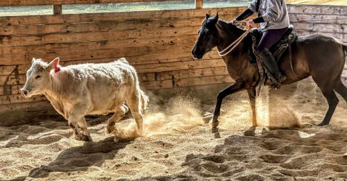 HorseID: 2311132 Mistica - PhotoID: 1095961