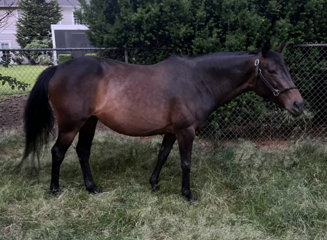 HorseID: 2311134 Dove - PhotoID: 1096378