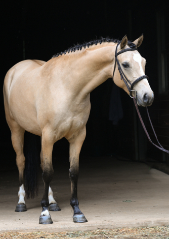 HorseID: 2311139 Marionette FV - PhotoID: 1095933