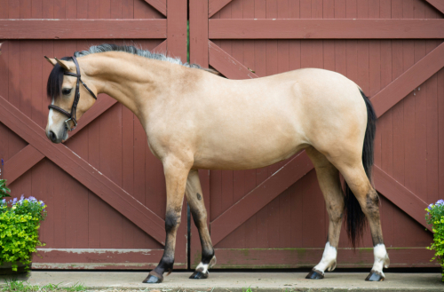 HorseID: 2311139 Marionette FV - PhotoID: 1095948