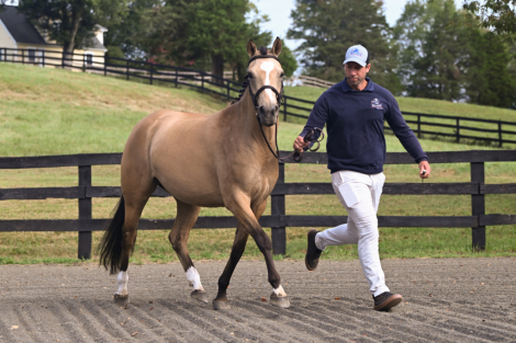 HorseID: 2311139 Marionette FV - PhotoID: 1095950