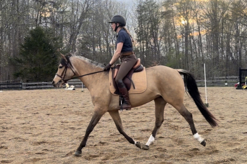 HorseID: 2311139 Marionette FV - PhotoID: 1095951