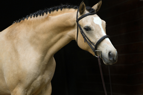 HorseID: 2311139 Marionette FV - PhotoID: 1095952