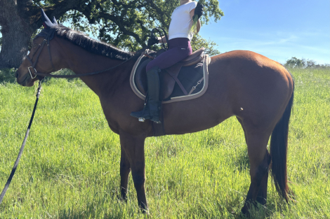 HorseID: 2311140 Secret - PhotoID: 1095934