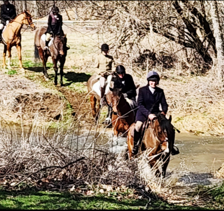HorseID: 2311141 Kestrel - PhotoID: 1095935