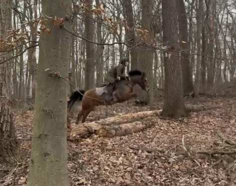 HorseID: 2311141 Kestrel - PhotoID: 1095936